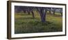 Spring landscape in olive grove, Morocco-Art Wolfe-Framed Photographic Print