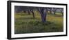 Spring landscape in olive grove, Morocco-Art Wolfe-Framed Photographic Print