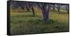 Spring landscape in olive grove, Morocco-Art Wolfe-Framed Stretched Canvas