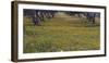 Spring landscape in olive grove, Morocco-Art Wolfe-Framed Photographic Print