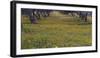 Spring landscape in olive grove, Morocco-Art Wolfe-Framed Photographic Print