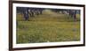 Spring landscape in olive grove, Morocco-Art Wolfe-Framed Photographic Print