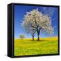 Spring Landscape With Blooming Cherry Trees-volrab vaclav-Framed Stretched Canvas