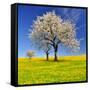 Spring Landscape With Blooming Cherry Trees-volrab vaclav-Framed Stretched Canvas