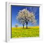 Spring Landscape With Blooming Cherry Trees-volrab vaclav-Framed Photographic Print