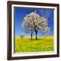 Spring Landscape With Blooming Cherry Trees-volrab vaclav-Framed Photographic Print