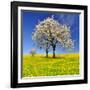 Spring Landscape With Blooming Cherry Trees-volrab vaclav-Framed Photographic Print