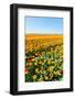 Spring Landscape with Blooming Tulips-ptnphoto-Framed Photographic Print