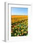 Spring Landscape with Blooming Tulips-ptnphoto-Framed Photographic Print