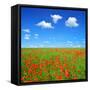 Spring Landscape with Red Poppy Field-volrab vaclav-Framed Stretched Canvas