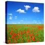 Spring Landscape with Red Poppy Field-volrab vaclav-Stretched Canvas