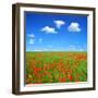 Spring Landscape with Red Poppy Field-volrab vaclav-Framed Photographic Print