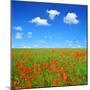 Spring Landscape with Red Poppy Field-volrab vaclav-Mounted Photographic Print