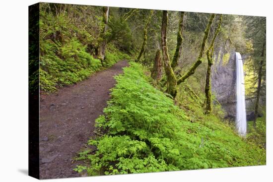 Spring Latourell Falls, Columbia River Gorge National Scenic Area, Oregon-Craig Tuttle-Stretched Canvas