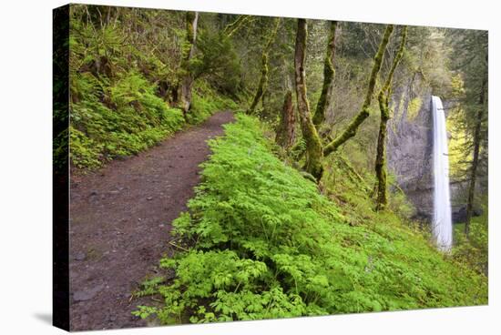 Spring Latourell Falls, Columbia River Gorge National Scenic Area, Oregon-Craig Tuttle-Stretched Canvas