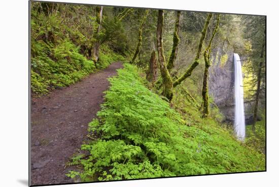 Spring Latourell Falls, Columbia River Gorge National Scenic Area, Oregon-Craig Tuttle-Mounted Photographic Print