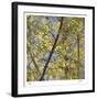 Spring Leaves 2-Ken Bremer-Framed Limited Edition