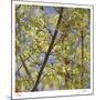 Spring Leaves 2-Ken Bremer-Mounted Limited Edition