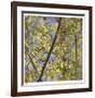 Spring Leaves 2-Ken Bremer-Framed Limited Edition