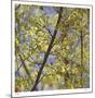 Spring Leaves 2-Ken Bremer-Mounted Limited Edition