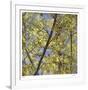 Spring Leaves 2-Ken Bremer-Framed Limited Edition