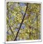Spring Leaves 2-Ken Bremer-Mounted Limited Edition