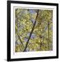 Spring Leaves 2-Ken Bremer-Framed Limited Edition