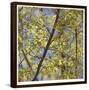 Spring Leaves 2-Ken Bremer-Framed Limited Edition