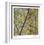 Spring Leaves 2-Ken Bremer-Framed Limited Edition