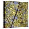 Spring Leaves 2-Ken Bremer-Stretched Canvas