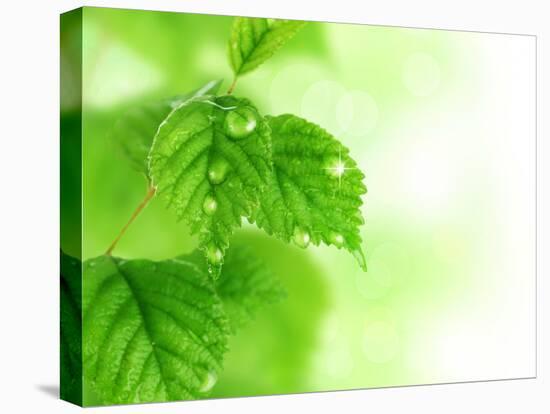 Spring Leaves-Subbotina Anna-Stretched Canvas