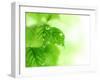 Spring Leaves-Subbotina Anna-Framed Photographic Print