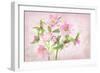 Spring Lenten-Jacky Parker-Framed Giclee Print