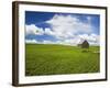 Spring Lentil Crop and Old Barn, Idaho, USA-Terry Eggers-Framed Photographic Print