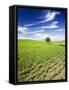 Spring Lentil Crop and Old Barn, Idaho, USA-Terry Eggers-Framed Stretched Canvas