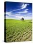 Spring Lentil Crop and Old Barn, Idaho, USA-Terry Eggers-Stretched Canvas