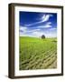 Spring Lentil Crop and Old Barn, Idaho, USA-Terry Eggers-Framed Photographic Print