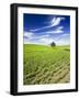 Spring Lentil Crop and Old Barn, Idaho, USA-Terry Eggers-Framed Photographic Print