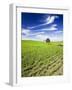 Spring Lentil Crop and Old Barn, Idaho, USA-Terry Eggers-Framed Photographic Print