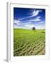 Spring Lentil Crop and Old Barn, Idaho, USA-Terry Eggers-Framed Photographic Print