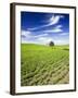 Spring Lentil Crop and Old Barn, Idaho, USA-Terry Eggers-Framed Photographic Print