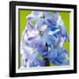 Spring Light II-Joseph Eta-Framed Giclee Print