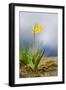Spring Lily-Ursula Abresch-Framed Photographic Print