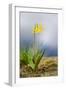 Spring Lily-Ursula Abresch-Framed Photographic Print