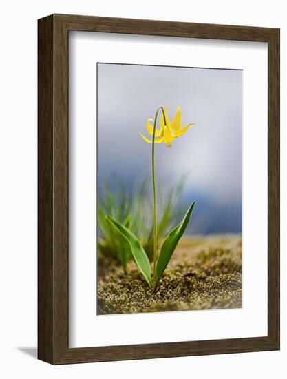 Spring Lily-Ursula Abresch-Framed Photographic Print