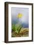 Spring Lily-Ursula Abresch-Framed Photographic Print