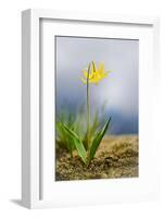 Spring Lily-Ursula Abresch-Framed Photographic Print