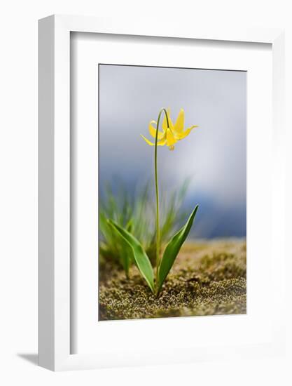 Spring Lily-Ursula Abresch-Framed Photographic Print