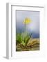 Spring Lily-Ursula Abresch-Framed Photographic Print