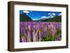 Spring lupine in Eglinton Valley, Fiordland National Park, South Island, New Zealand-Russ Bishop-Framed Photographic Print